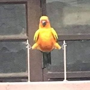 Meet your Posher, Josué a.